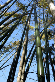 Bamboo at Koreshan State Historic Site