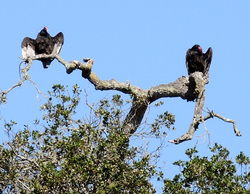 Vultures at Helen Putnam Park