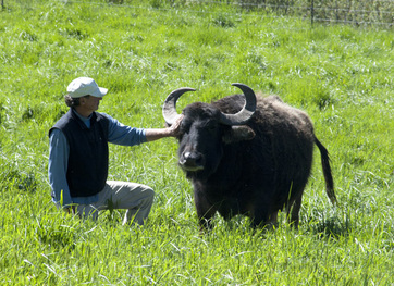 Craig Ramini and water buffalo