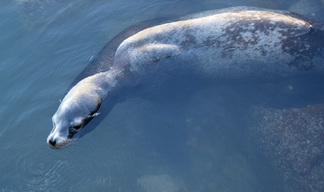Seal at Morro Bay