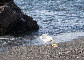 Seagull with crab