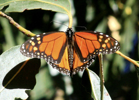 Wintering monarch butterflie