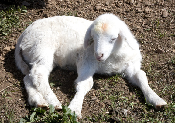 Lamb at Barinaga Ranch