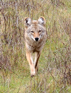 Coyote at Helen Putnam Regional Park