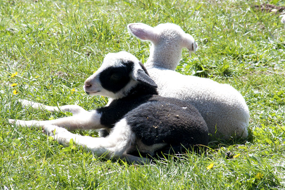 Lamb at Barinaga Ranch