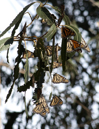 Wintering monarch butterflies