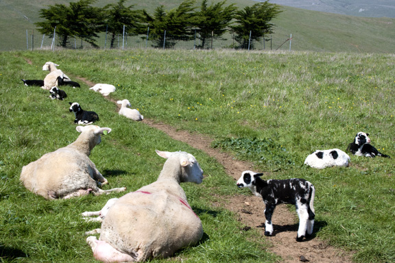 Sheep at Barinaga Ranch