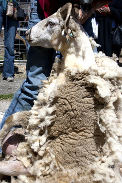 Valley Ford Wool Festival